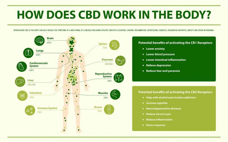 how-does-cbd-work-in-the-body-800x500 